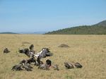 14671 Vultures fighting at carcas.jpg